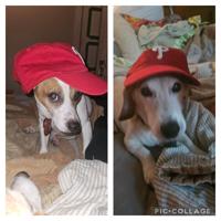 Red October: Phillies fan photos