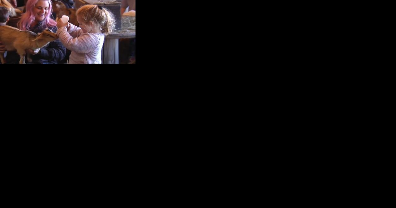 Berks farm brings 'goat snuggling' back to the PA Farm Show - Vimarsana News
