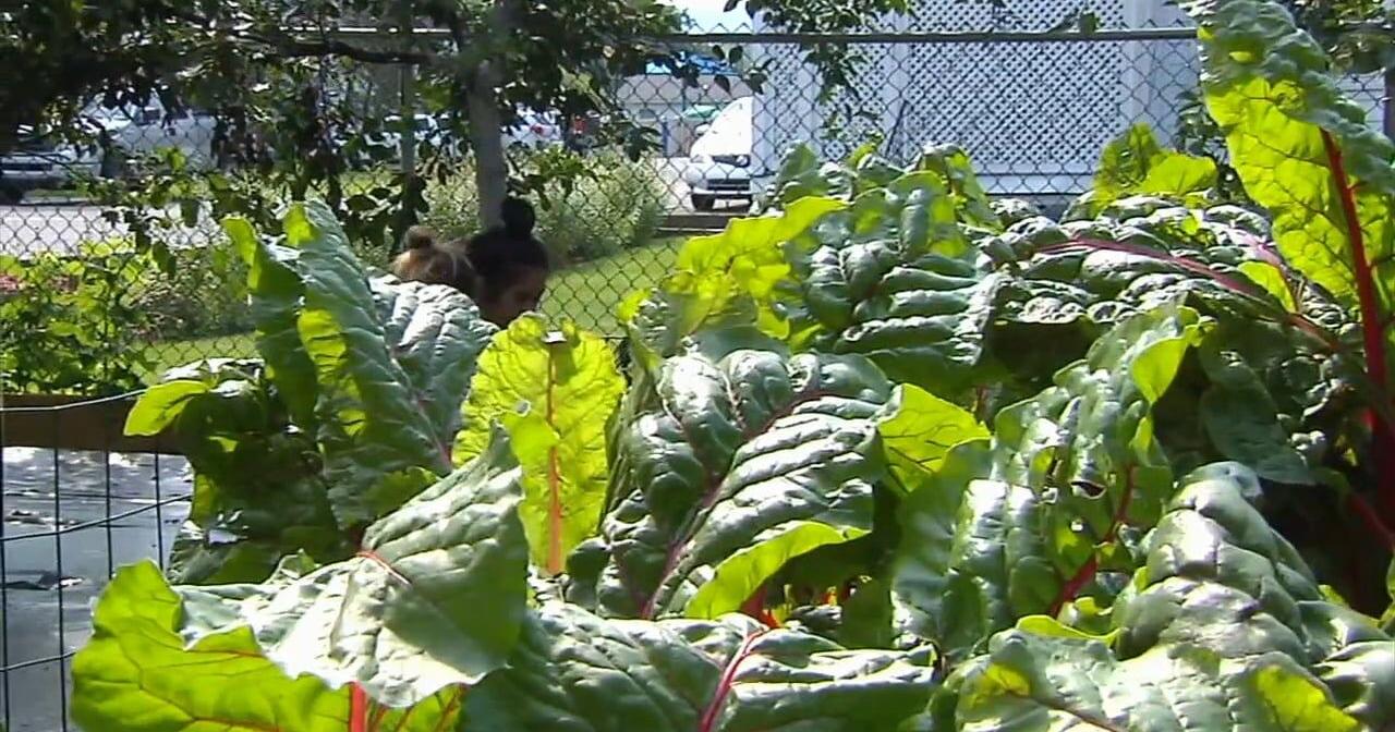 Luzerne County business creating edible landscapes that benefit the environment - Vimarsana News
