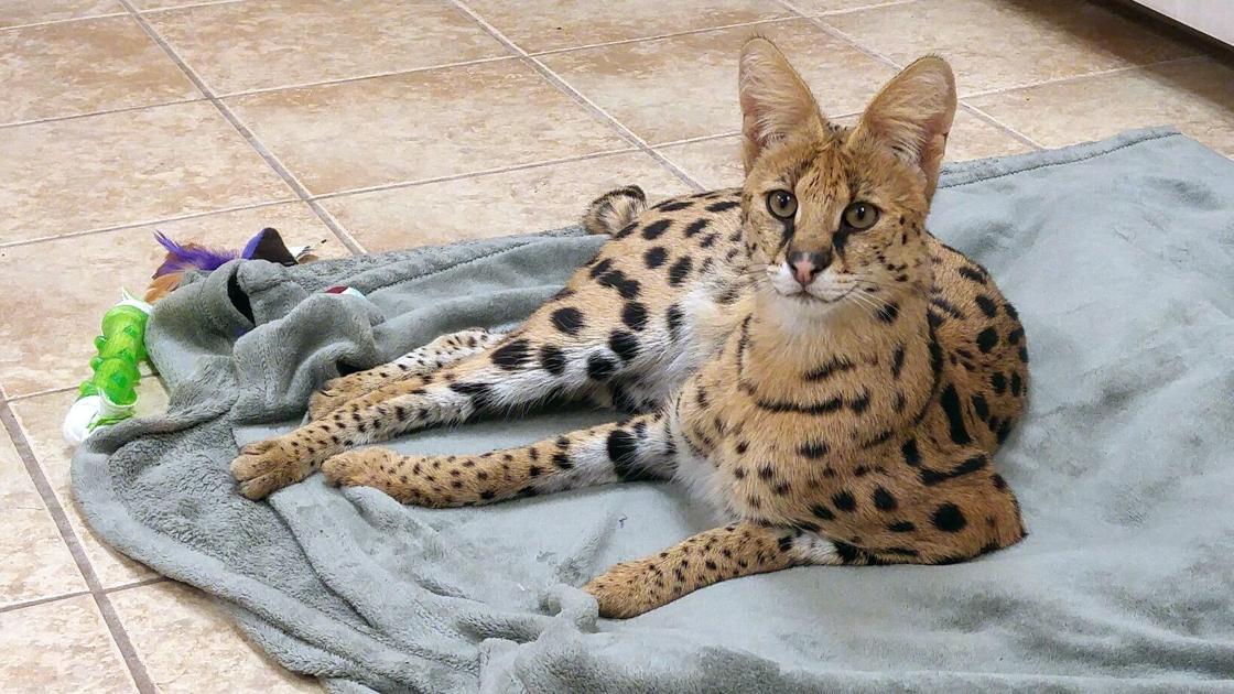 African Serval Rescued After Found Roaming Reading Streets Berks Regional News Wfmz Com