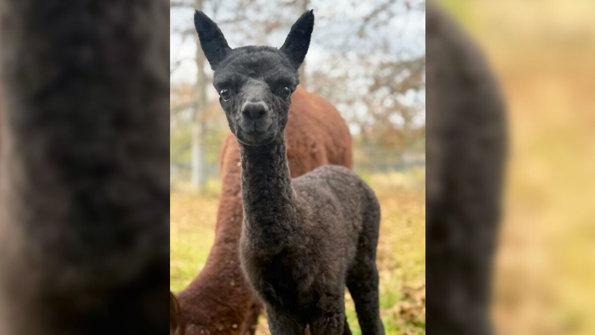 Lehigh Valley Zoo welcomes rare baby alpaca with black fleece