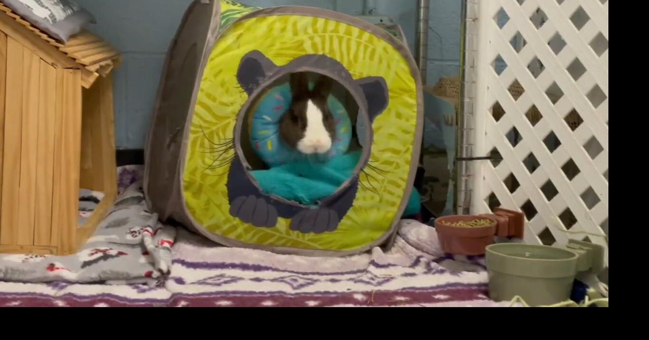 Local animal shelters say they are being inundated with domestic rabbit