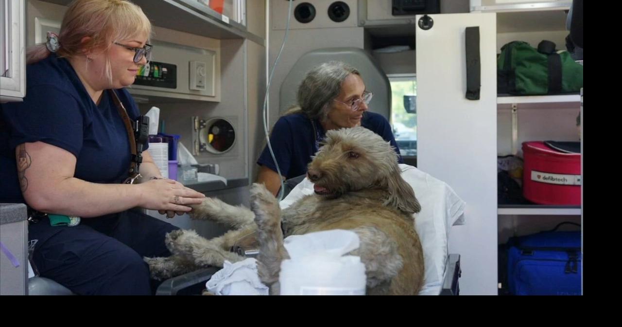 Firefighters rescue dog from St. Lawrence house fire | Berks Regional News