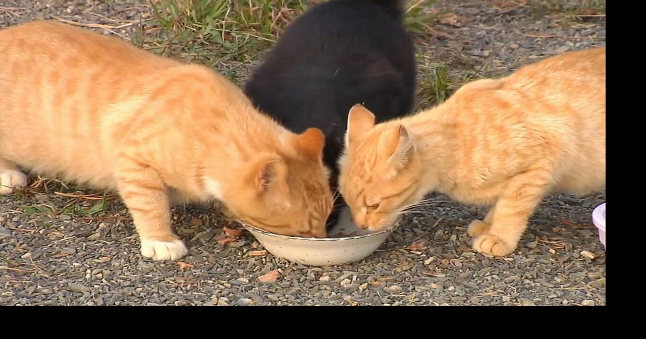 Mahoning Drive-In Theater hosts cat-themed fundraiser
