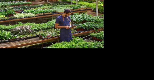 Gen Z Turns the Houseplant Craze into a Lifestyle Trend: Shops Thrive as Gen Z Continues to Nurture the 'Plant Parent' Trend