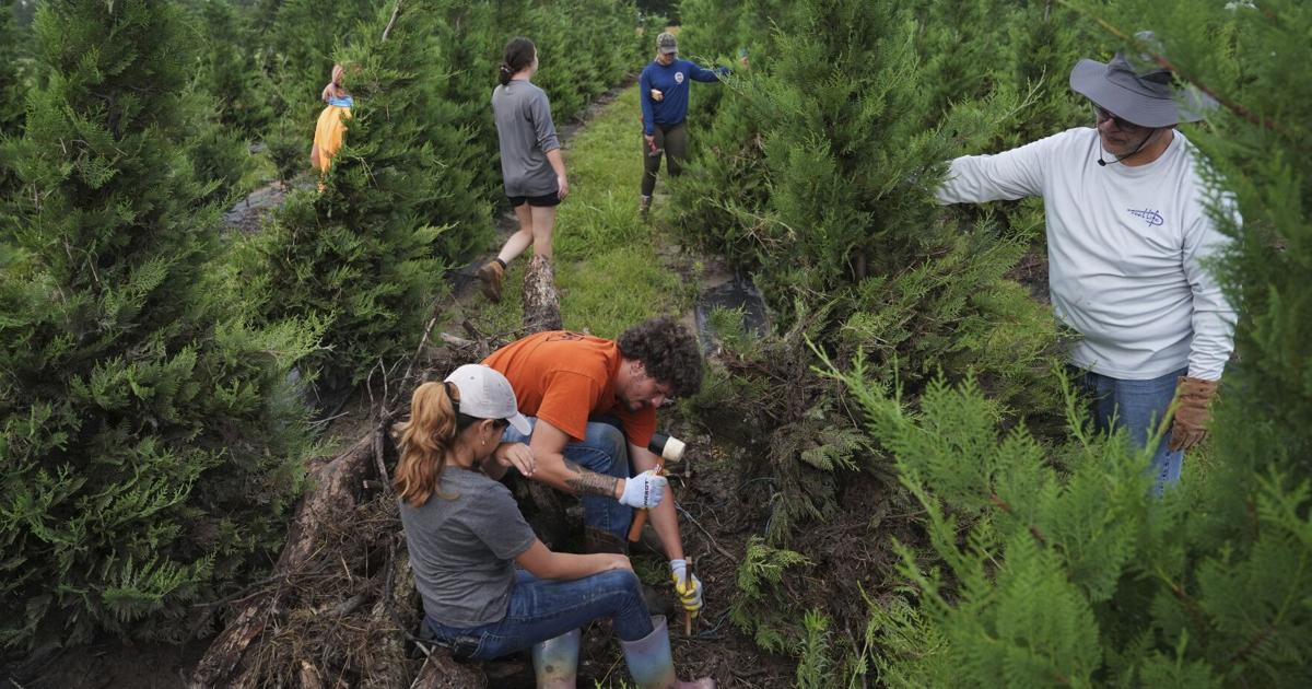 Texas floodwaters damaged crops, endangered livestock. Cleanup is now underway