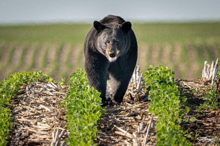 Black bear sightings in Illinois quite rare Article
