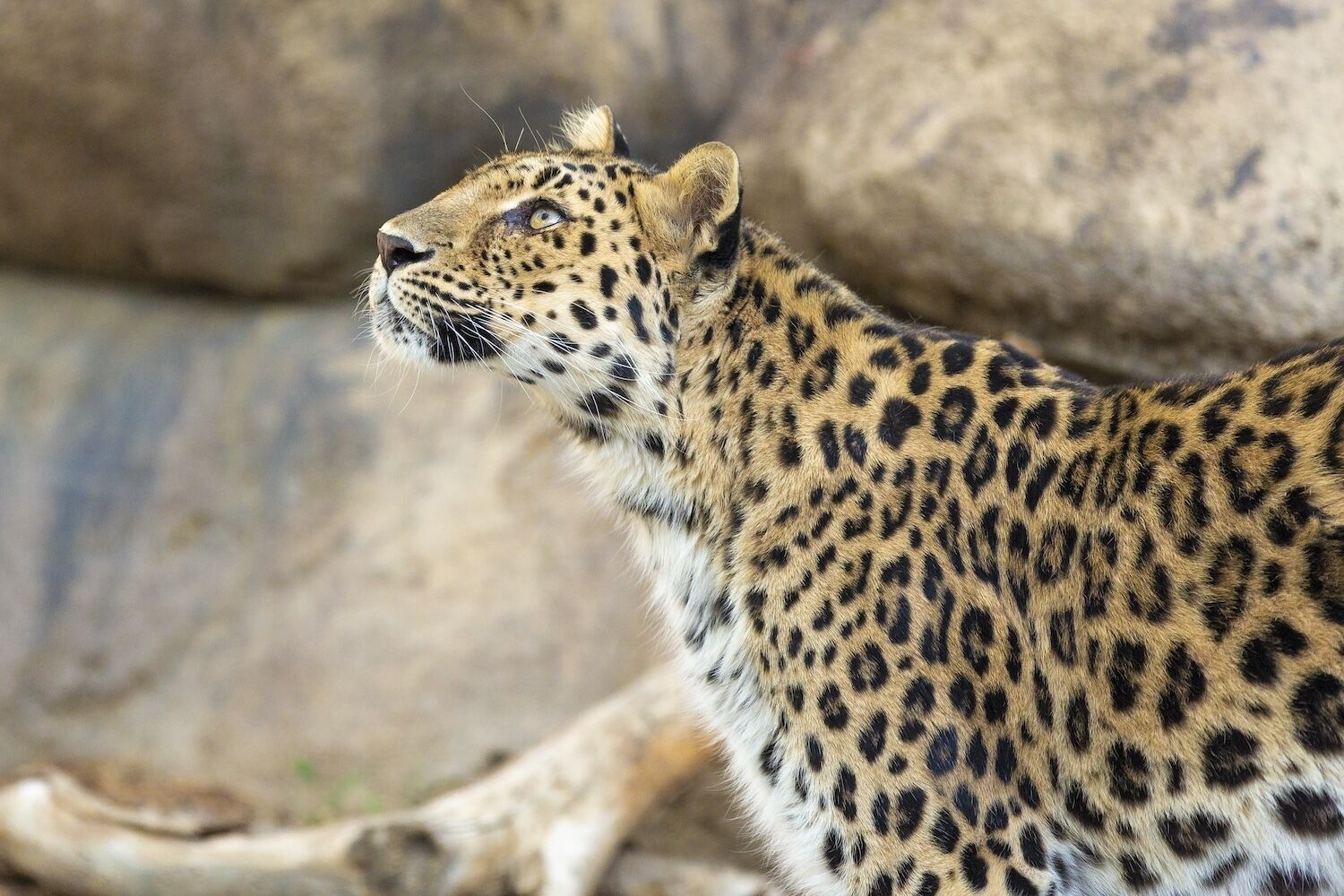 Critically Endangered Leopard Dies At Age 21 In California Zoo ...