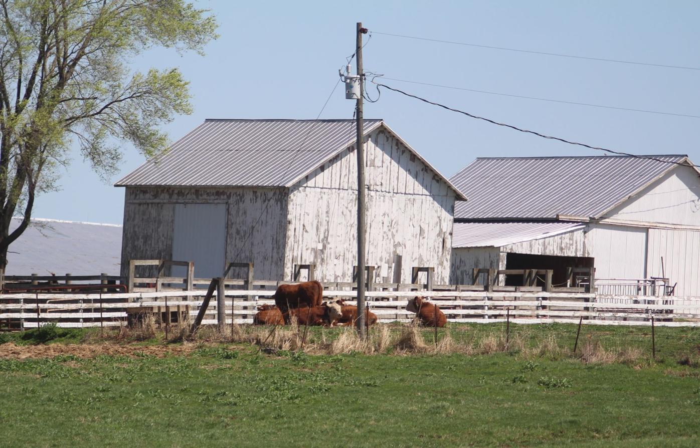 Pilot program helps farmers protect livestock from black vultures
