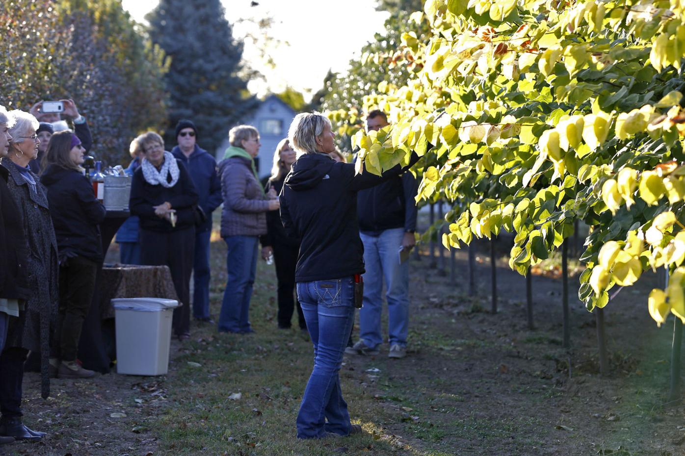 Wine with trees