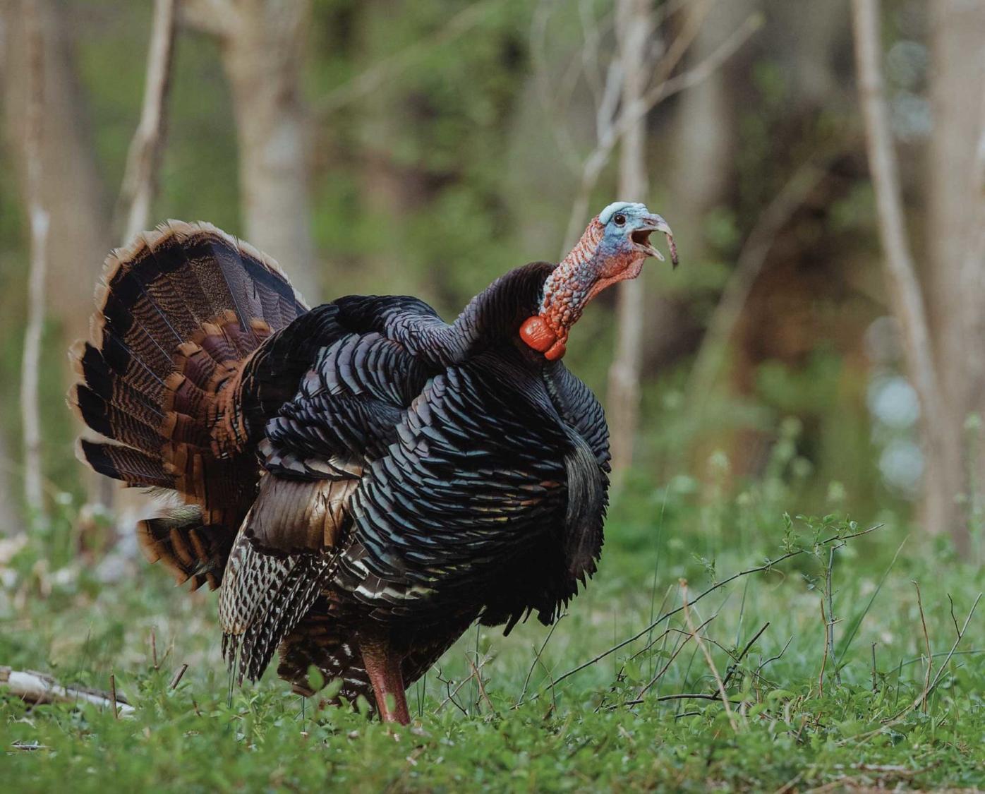 Calm before the gobble Quiet, chilly mornings greet Illinois turkey