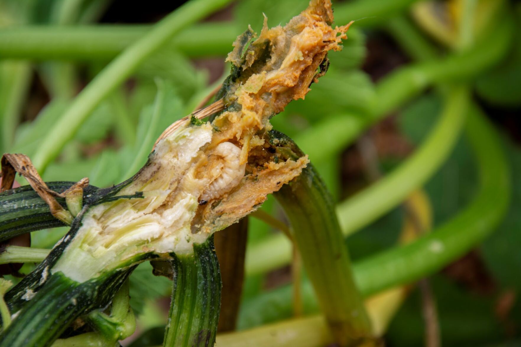 Squash borer deals