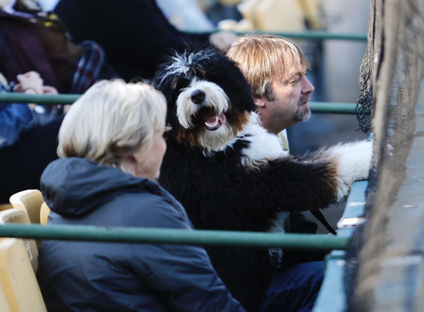 Bark in the Park