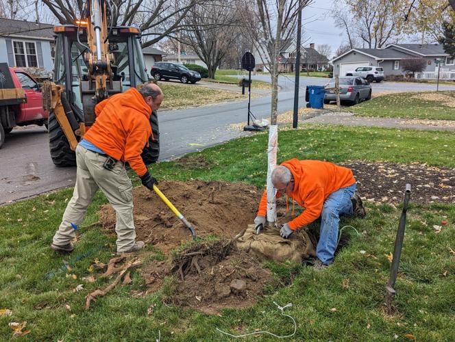 Quincy begins planting tree sale saplings | News | whig.com