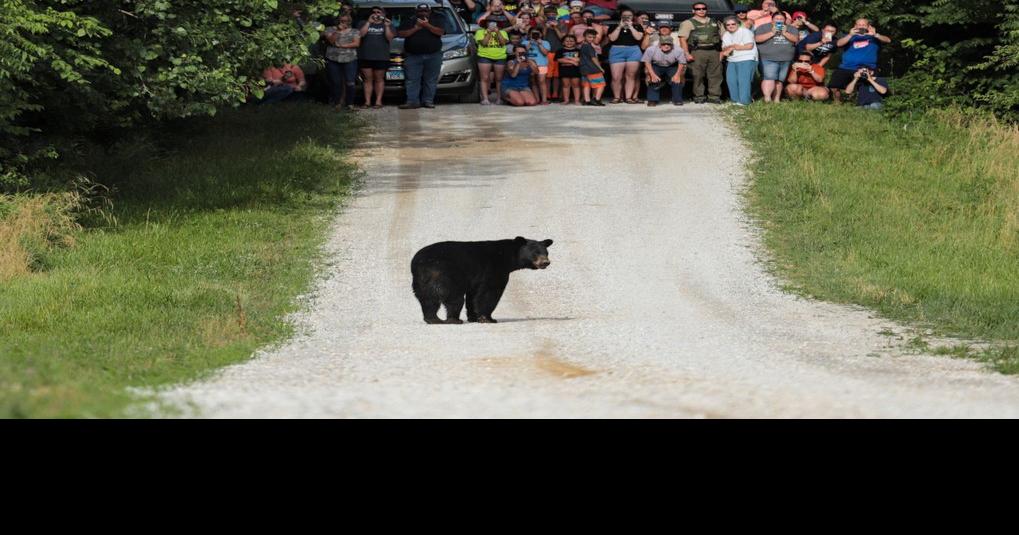 Black bear sightings in Illinois quite rare Article