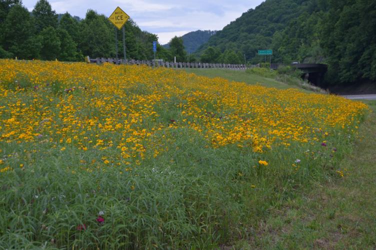 West Virginia Wildflowers | News | williamsondailynews.com