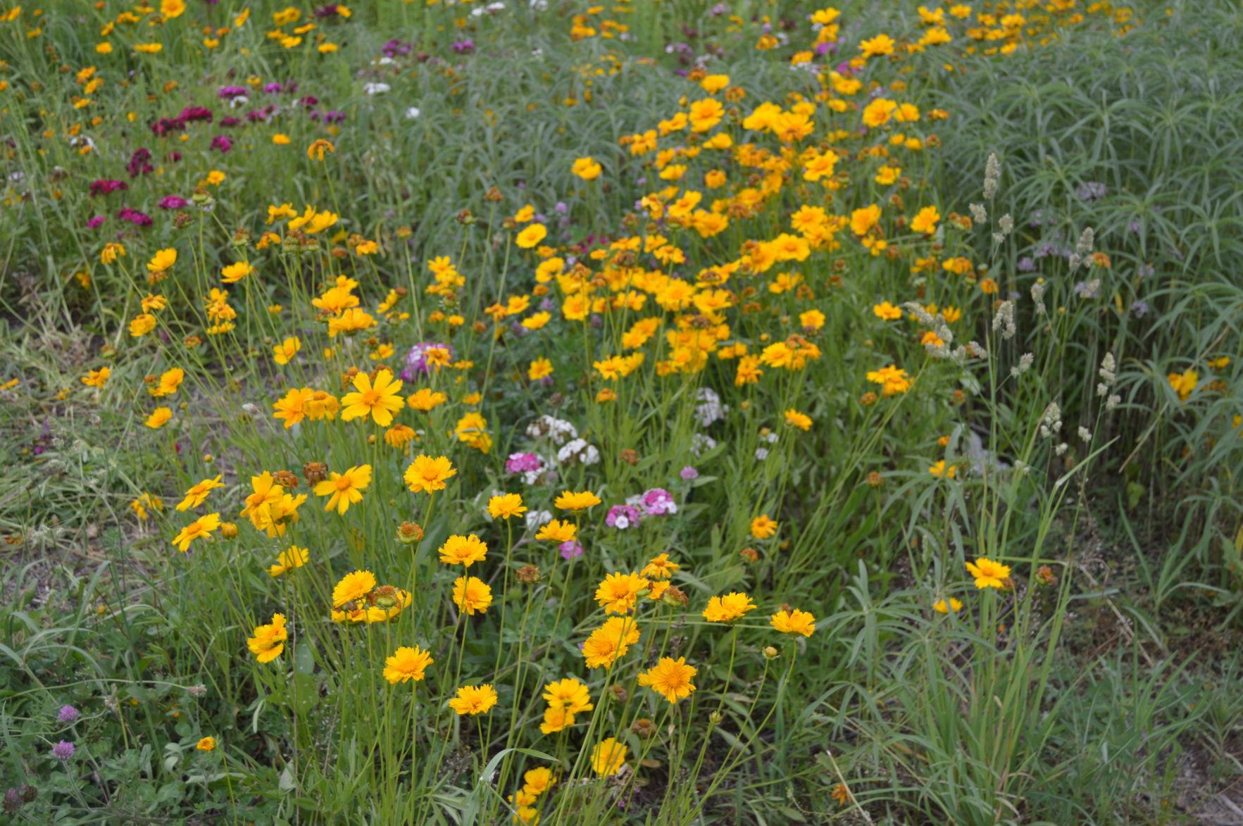 West Virginia Wildflowers | News | williamsondailynews.com