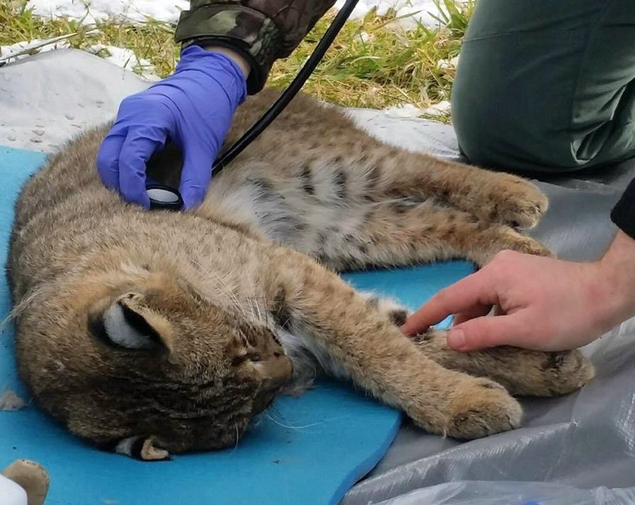 Researchers: GPS study should yield info on bobcats' home ranges ...
