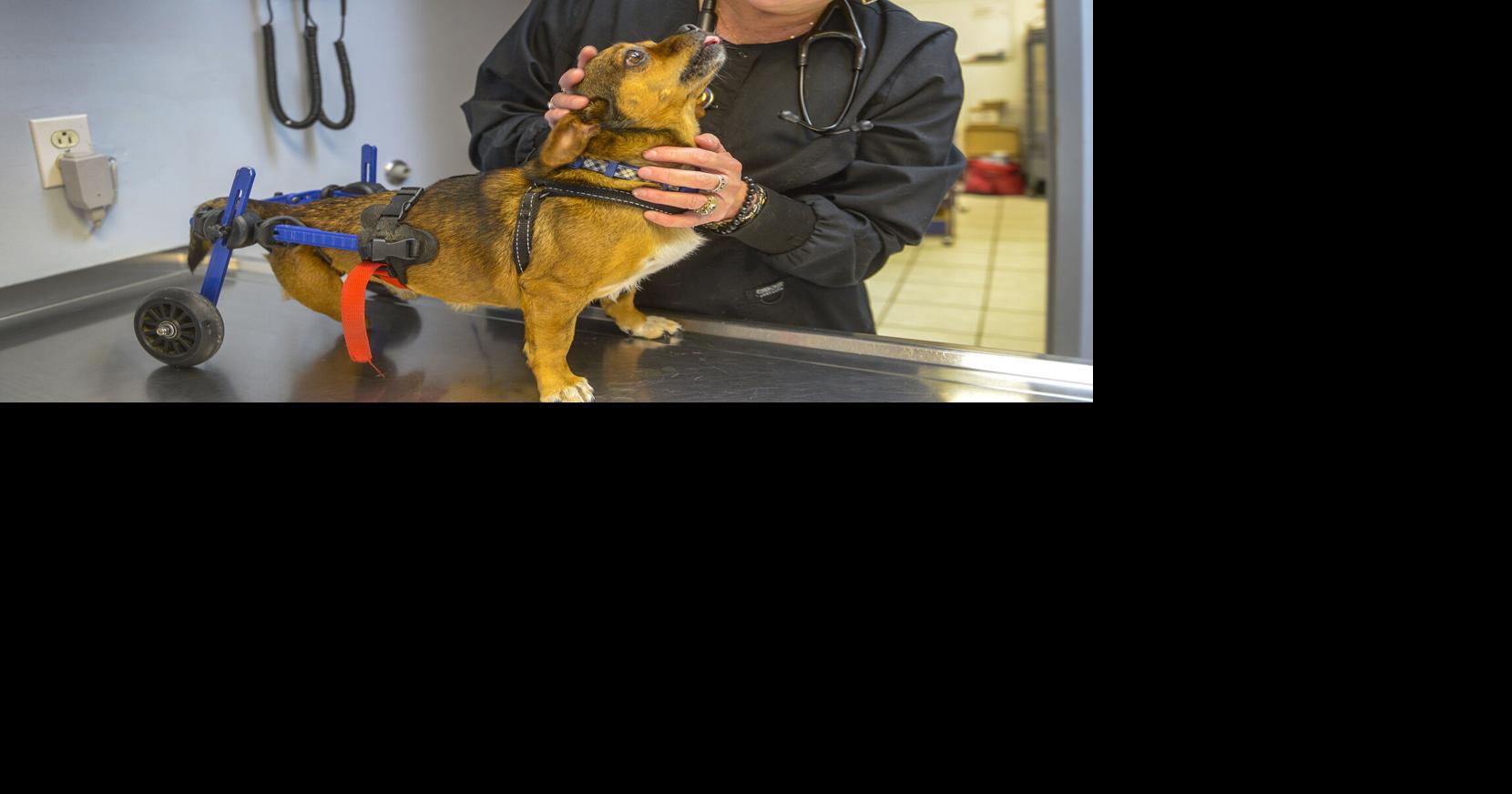 WV veterinarian travels to Ukraine to help injured animals News