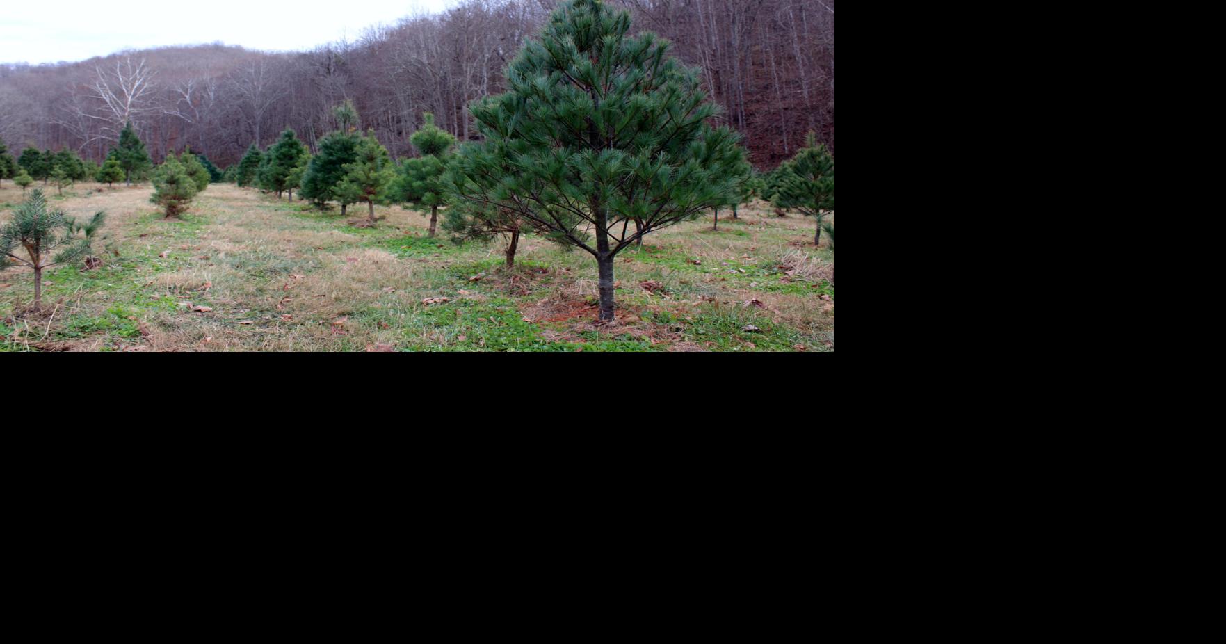 Regional tree farm celebrates 50 years of growth | News ...