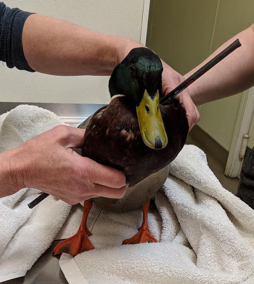 Williamson Animal Hospital treats injured duck News