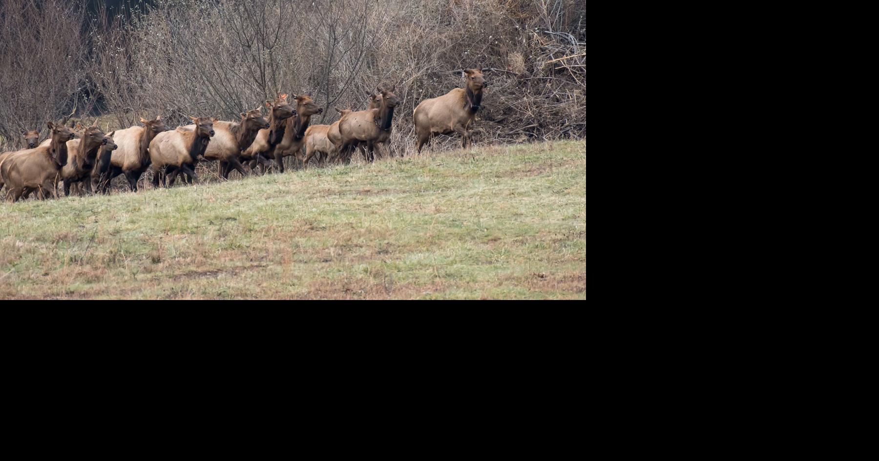 Maggie Susa: An inside look at a West Virginia elk tour