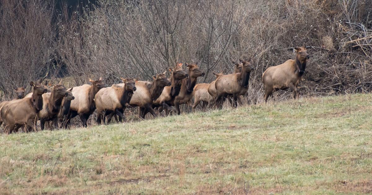 Maggie Susa: An inside look at a West Virginia elk tour Maggie Susa: An inside look at a West Virginia elk tour