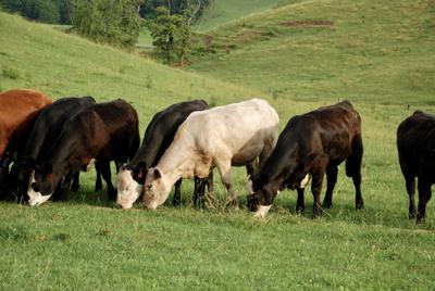 Cattle Genomics Could Breed Profits Agriculture