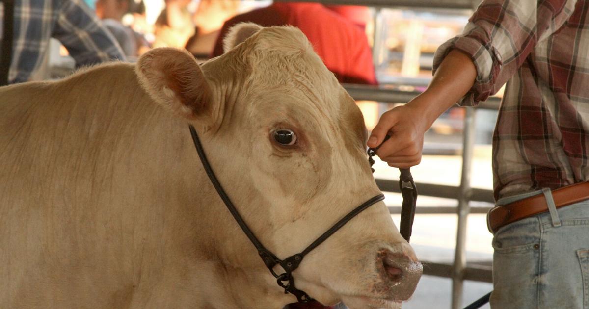 Williamson County Fair kicks off online competitive event registration June 16