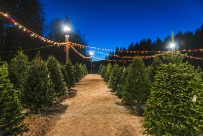 Fraser fir’s dominate Franklin’s Christmas tree lots.