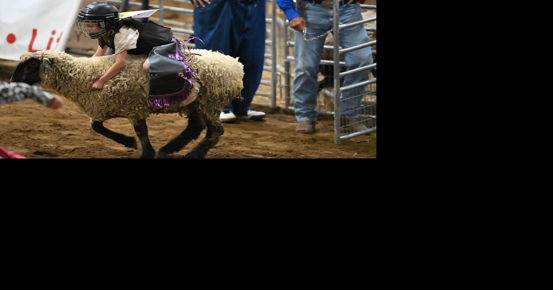 Photo Gallery – Franklin Rodeo (Saturday Night) | Multimedia ...