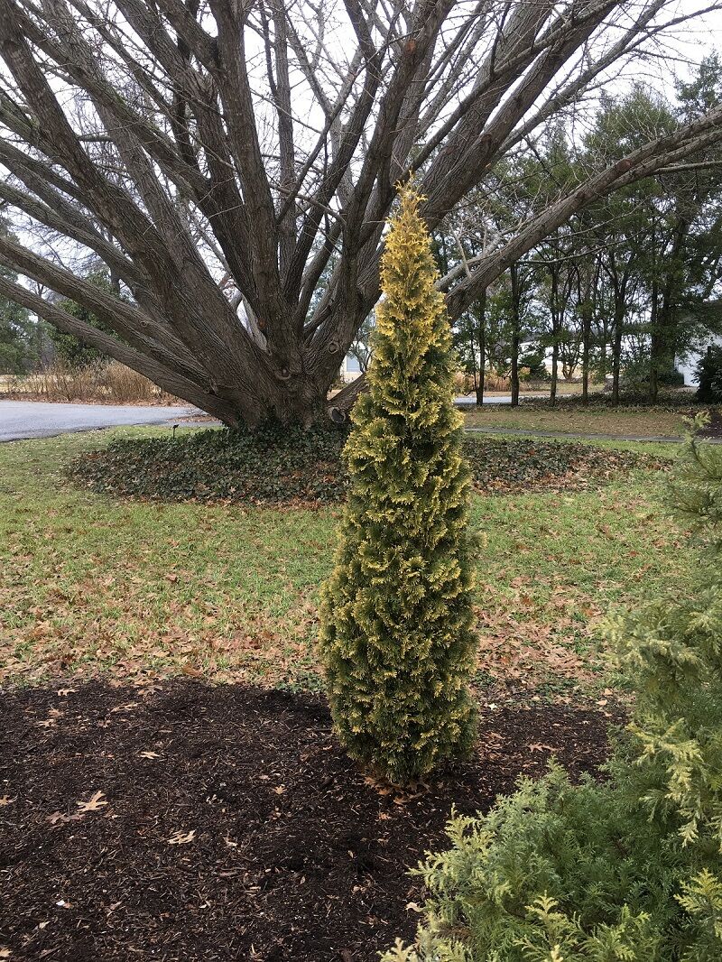 spaces franklin tn on Two Arborvitae For Tight Spaces Agriculture Williamsonherald Com