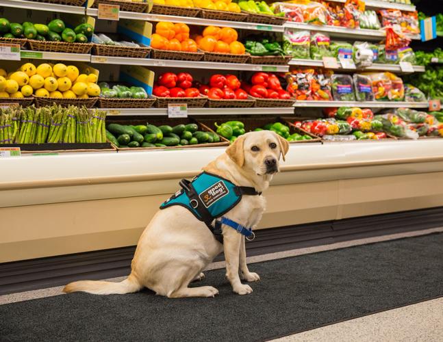 Doggone Good! Service Dogs of Middle Tennessee