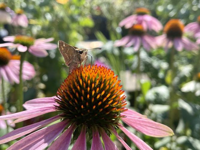 Brentwood Library to hold ribbon-cutting ceremony for new Pollinator ...