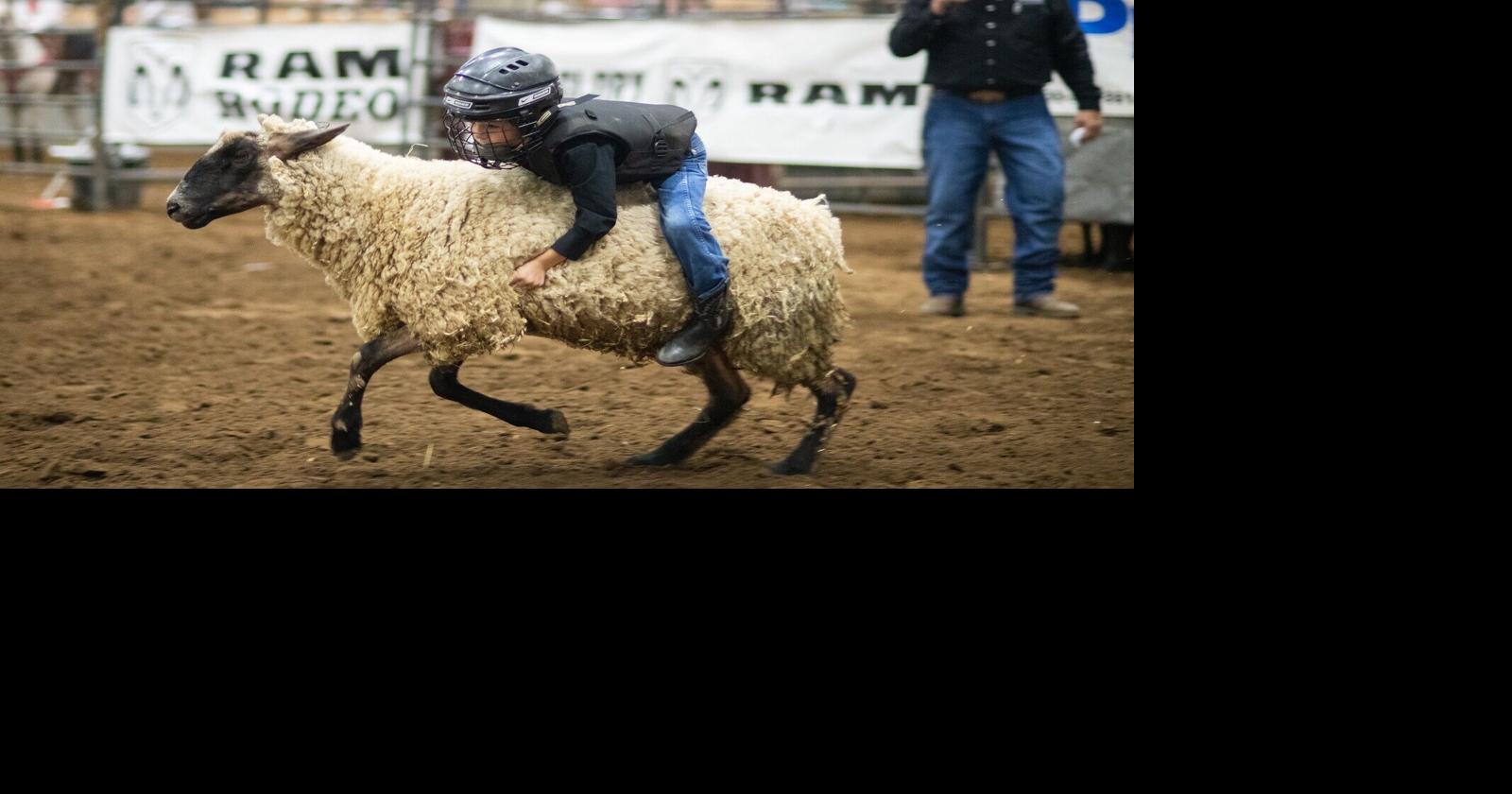 Crowd-pleaser mutton busting event returns with Franklin Rodeo | WLife ...