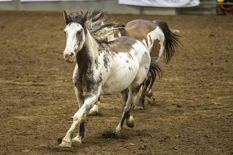 2022 Franklin Rodeo (Friday)