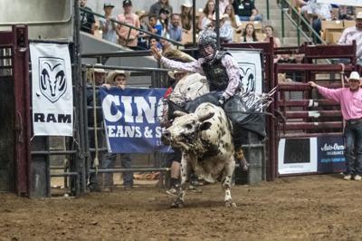 Rodeo bull riding