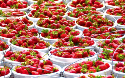 Franklin Farmers Market strawberries