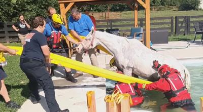 Courtesy of the Williamson County Rescue Squad rescue horse from pool 2022