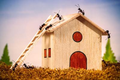 Ants build a house with ladder, teamwork concept