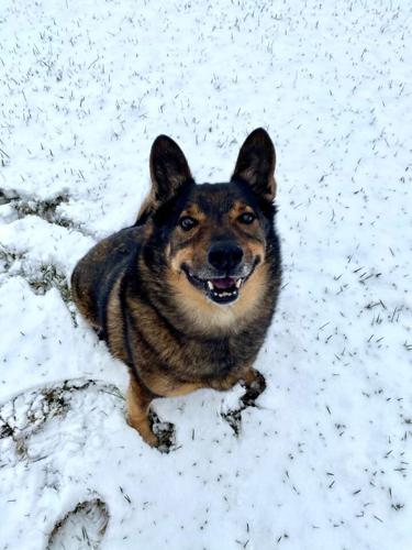 snow dog