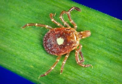 female-lone-star-tick
