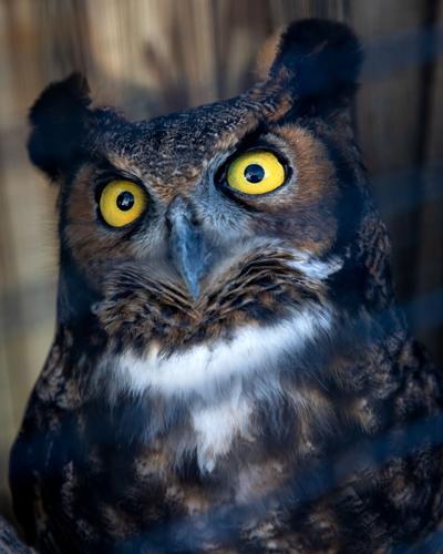 Owl's Hill Owl 1