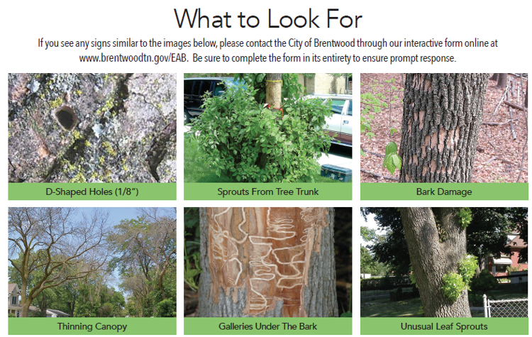 Ash tree signs.png