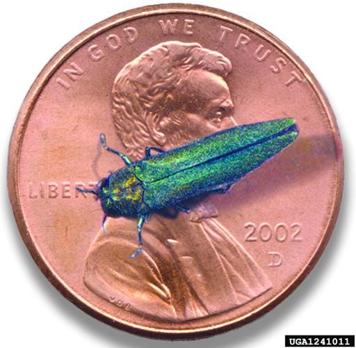 EAB penny