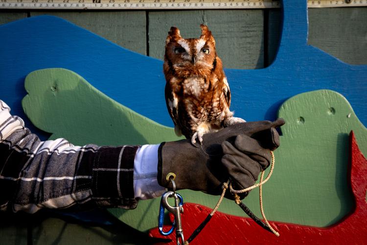 Owl's Hill Owl 2