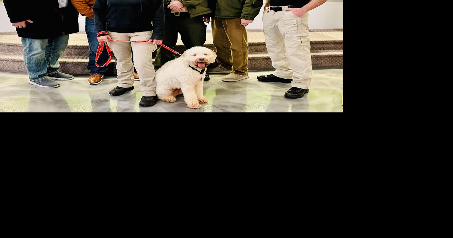 Nashville K-9 donates therapy dog to WCSO for use in schools | Schools ...