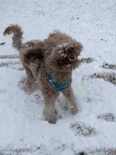 Wild snow dog