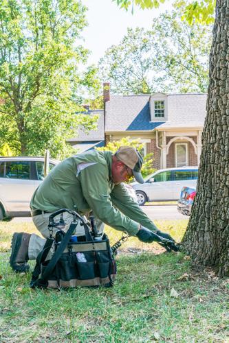 EAB inject downtown Franklin