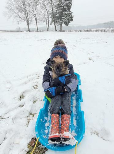 Snow little dog
